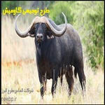 راهنمای پرورش گاومیش | طرح توجیهی گاومیش