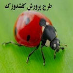 طرح پرورش کفشدوزک pdf | آموزش پرورش کفشدوزک کریپتولموس