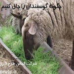 چگونه گوسفندان را چاق کنیم | چگونه گوسفندان را دوقلوزا کنیم ؟