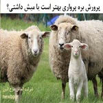 پرورش بره پرواری بهتر است یا میش داشتی؟