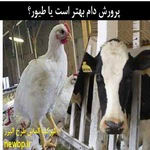 پرورش دام بهتر است یا طیور؟! | مرغداری بهتر است یا گاوداری ؟! 