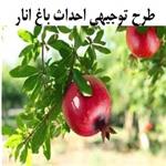 طرح توجیهی احداث باغ انار 98 |  در هکتار چه تعداد درخت انار می توان کاشت؟