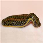 معرفی مهندس مهران یعقوبی (پرورش دهنده , مشاوره در آموزش و خرید و فروش زالو )