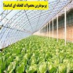 پرسودترین محصولات گلخانه ای | انواع محصولات گلخانه ای کدامند؟