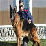 راه اندازی مزرعه پرورش سگ | مراحل اخذ مجوز طرح پرورش سگ چگونه است؟