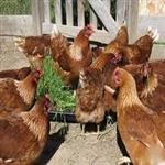 طرح توجیهی پرورش مرغ بومی تخمگذار pdf + doc سال 98