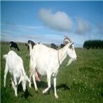 طرح توجیهی پرورش بزسانن pdf |طرح توجیهی پرورش بزهای شیری 98  