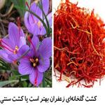 کشت گلخانه‌ای زعفران بهتر است یا کشت سنتی؟ | چرا؟