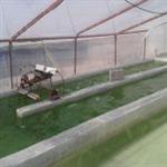 دوره آموزش پرورش جلبک اسپیرولینا | پرورش جلبک در شیراز