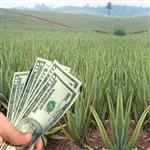 دوره آموزش پرورش آلوئه ورا در گلخانه و مزرعه