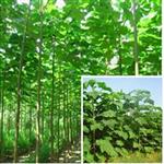 بررسی کاشت درخت پالونیا در مازندران ,خوزستان , گیلان و اصفهان