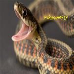 طرح توجیهی پرورش مار سال 98 | هزینه پرورش مار سمی