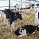 گوساله تلیسه چیست؟ | جیره نویسی تلیسه + مقدار خوراک تلیسه