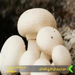 دوره تخصصی پرورش قارچ دکمه ای خوراکی