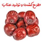 طرح توجیهی احداث باغ عناب سال 98 | میزان باردهی درخت عناب