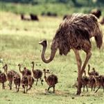 آموزش پرورش شترمرغ | اصول پرورش شترمرغ