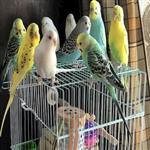 راحت ترین پرنده برای پرورش کدام است؟ | پرورش کدام پرنده به صرفه است