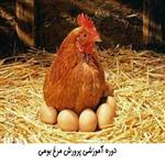 دوره آموزش پرورش مرغ تخمگذار بومی