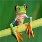 دوره آموزش پرورش قورباغه