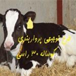 طرح توجیهی پرواربندی گوساله 30 راسی سال 98