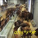 جیره بره پرواری 50 رأسی بر پایه کنسانتره و علوفه (یونجه+ کاه)