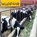 چگونه یک گاوداری بزنیم ؟ | هزینه گاوداری 