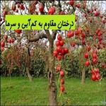 درختان مقاوم به کم‌آبی و سرما | درختان میوه مقاوم به سرما