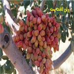 روش کاشت پسته | روش کاشت پسته در منزل