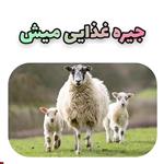 جیره غذایی میش داشتی 25 راسی با کنسانتره و علوفه سال 99