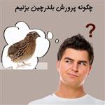 چگونه پرورش بلدرچین بزنیم ؟ | شرایط لازم برای نگهداری بلدرچین