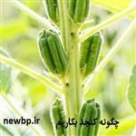 چگونه کنجد بکاریم؟ | کاشت کنجد در ایران