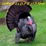 سرمایه لازم برای شروع پرورش بوقلمون | محاسبه سود پرورش بوقلمون