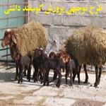 طرح توجیهی دامداری گوسفندی داشتی 200 راسی pdf