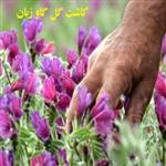 طرح توجیهی کاشت گل گاوزبان | درامد کاشت گل گاو زبان