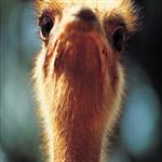 طرح توجیهی پرورش شترمرغ pdf + doc نگارش سال 99