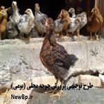 طرح توجیهی جوجه محلی-بومی