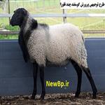طرح توجیهی گوسفند رومانف چندقلوزا سال97