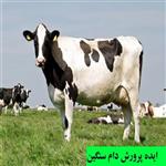 طرح توجیهی پرورش دام سنگین گاو | طرح توجیهی دامپروری