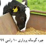 جیره گوساله پرواری 10 رأسی سال 99