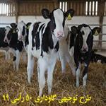 طرح توجیهی گاوداری ۵۰ راسی گوشتی pdf+word سال 99