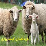 هزینه نگهداری هر رأس گوسفند پرواری در یک سال با در نظر گرفتن هزینه‌های خوراک و نگهداری و دارو