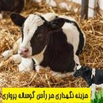 هزینه نگهداری هر رأس گوساله پرواری با در نظر گرفتن هزینه‌های خوراک و نگهداری و دارو در سال 99