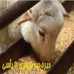 بهترین جیره غذایی بره پرواری 20 رأسی pdf 