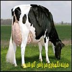 هزینه نگهداری هر رأس گاو شیری در یک سال با هزینه‌های خوراک و نگه‌داری و دارو