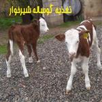 تغذیه گوساله شیرخوار + برنامه غذایی جدول تغذیه گوساله شیرخوار تنظیم سال 99