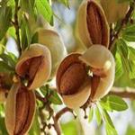 طرح توجیهی احداث باغ بادام | درامد یک هکتار باغ بادام در سال 99