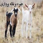 جیره بزغاله پرواری 20 رأسی بر پایه کنسانتره 