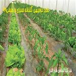 طرح توجیهی گلخانه سبزی و صیفی 99 | طرح توجیهی گلخانه کوچک مقیاس pdf+doc 