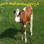 طرح توجیهی پرواربندی گوساله 60 راسی | پرواربندی گوساله pdf
