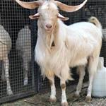  جیره غذایی بزهای شیری سانن 30 راسی | برآورد غذای بزهای سانن